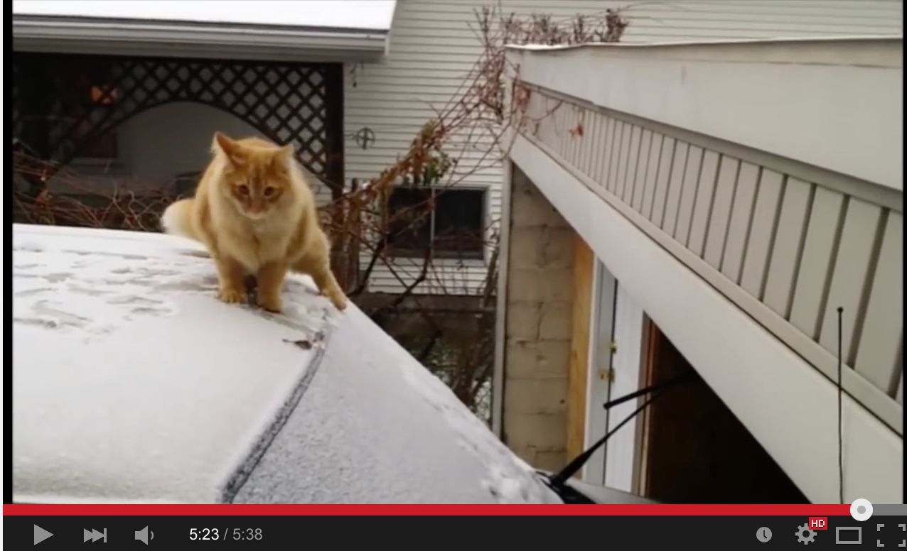 ねこ にだって ハプニング はある かわいい子ネコ のねこによる ねこの為の 癒されるハプニング動画 癒しネコ動画 Part9 いかにして クラクラ を攻略するのかを考察するブログ